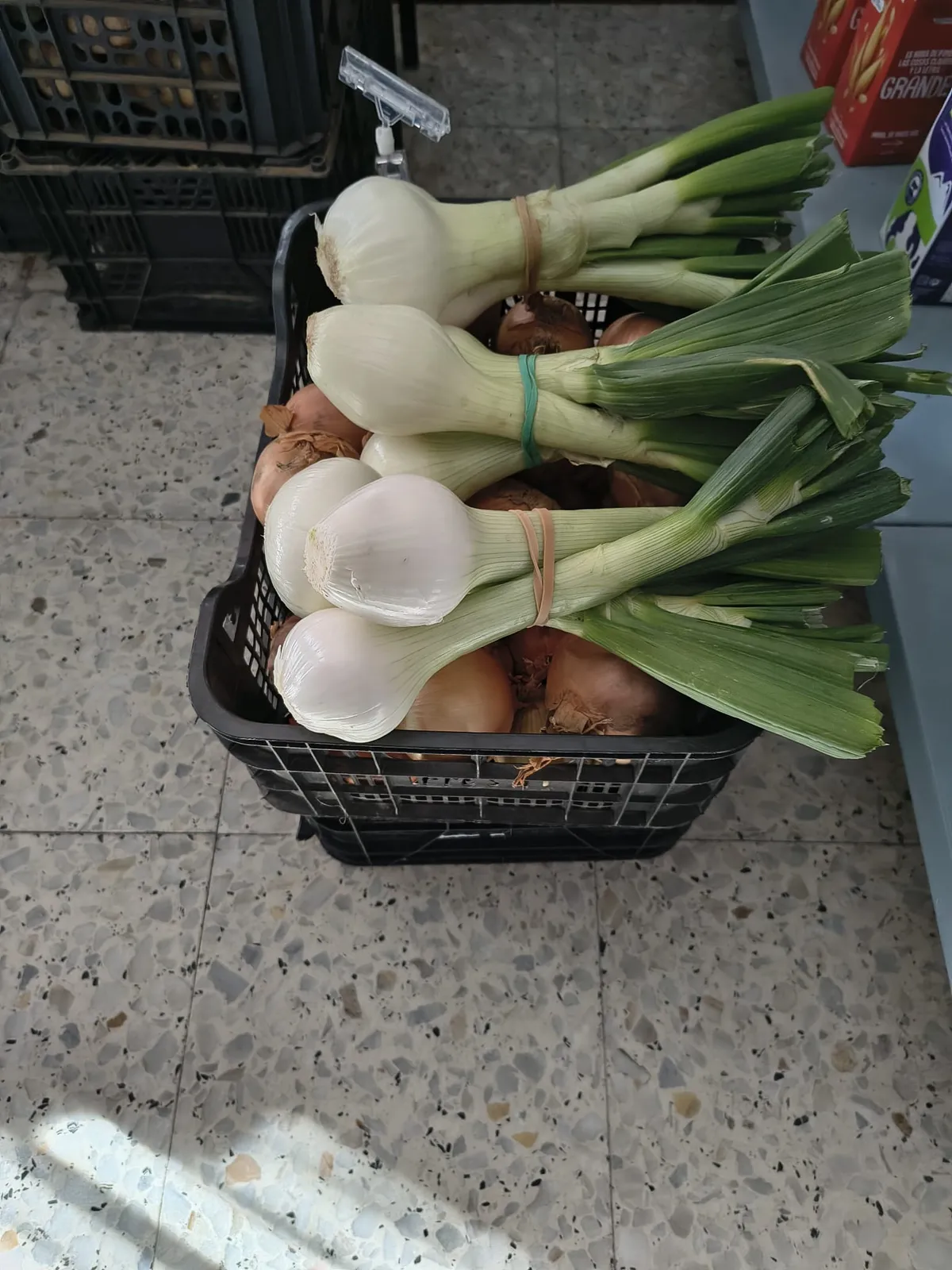Cebolletas frescas de primavera con bulbo blanco y tallo verde, frutería Los Molinos La Vera en Madrigal