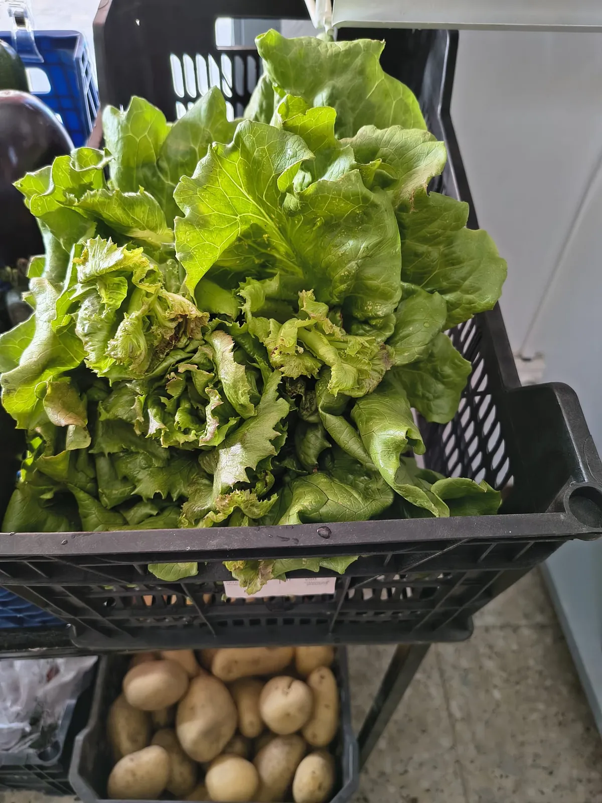 Lechuga fresca de temporada en la frutería Los Molinos La Vera, Madrigal de la Vera